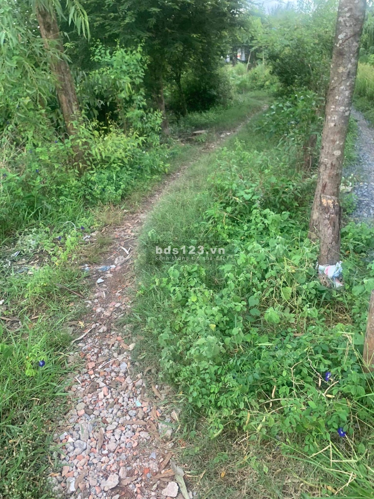 Đất Nông Nghiệp DT khủng xã Đa Phước huyện Bình Chánh giá còn thương lượng