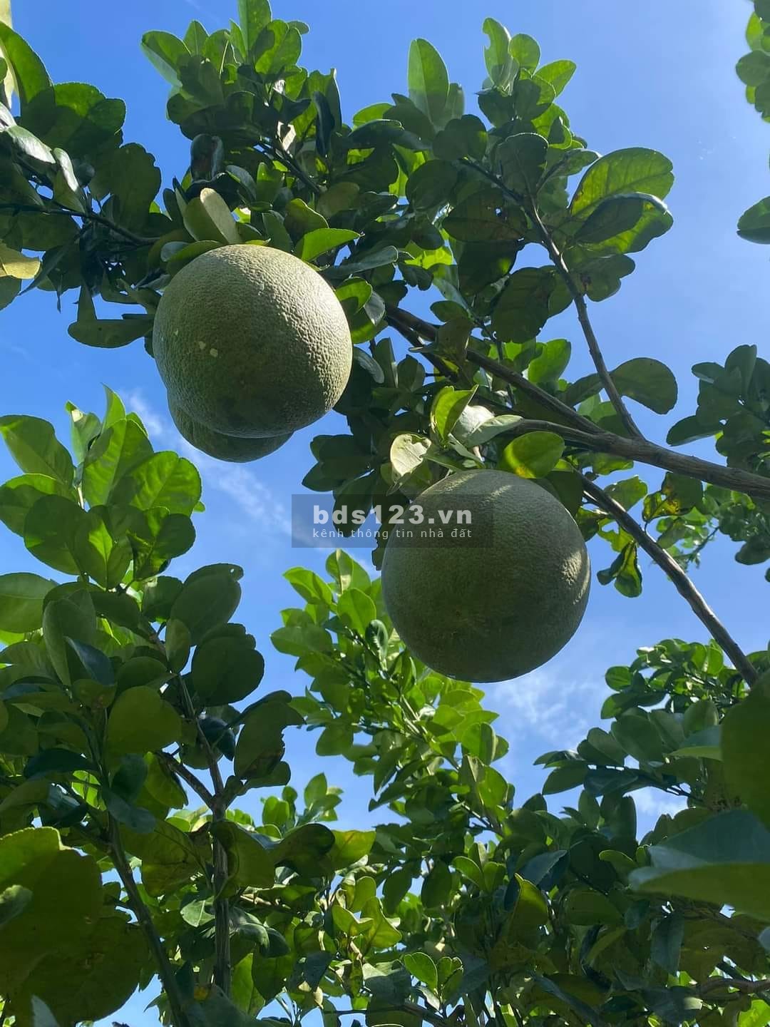 Chủ kẹt tiền cần thanh lý giá vốn lô đất vườn giá bán…