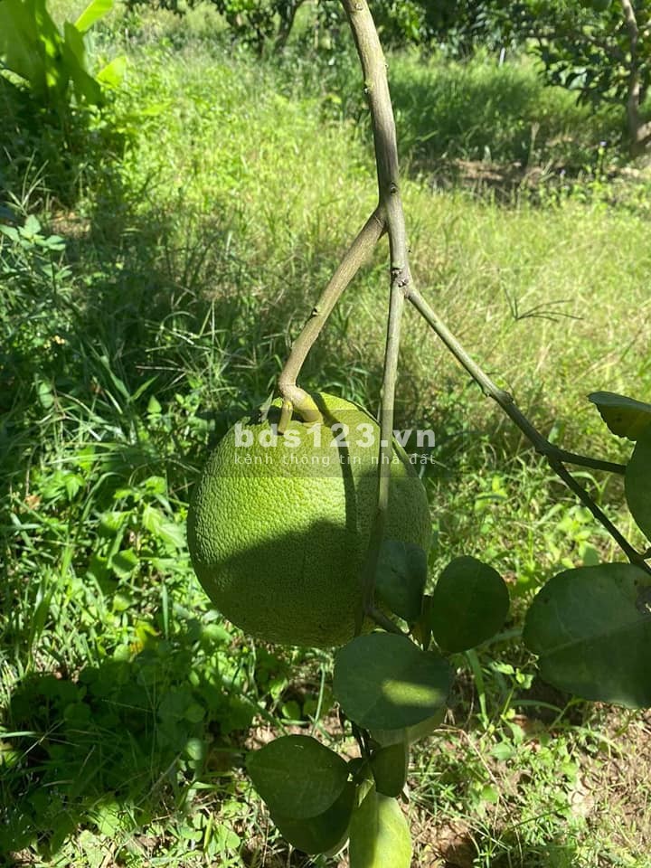 Chủ kẹt tiền cần thanh lý giá vốn lô đất vườn giá bán…