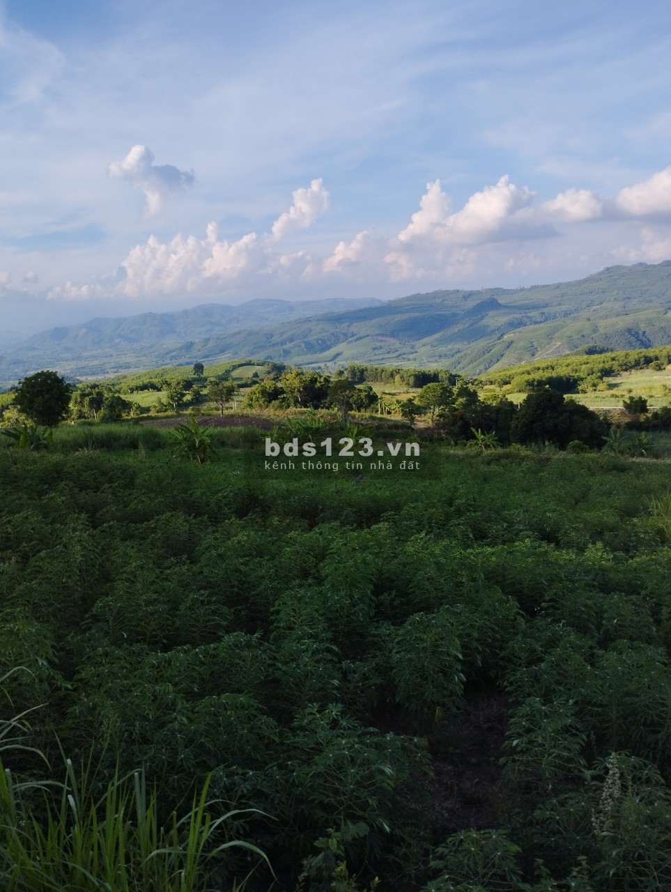 Đất cao nguyên Vân Hoà giá rẻ cần bán view đẹp từ 500 triệu/hec