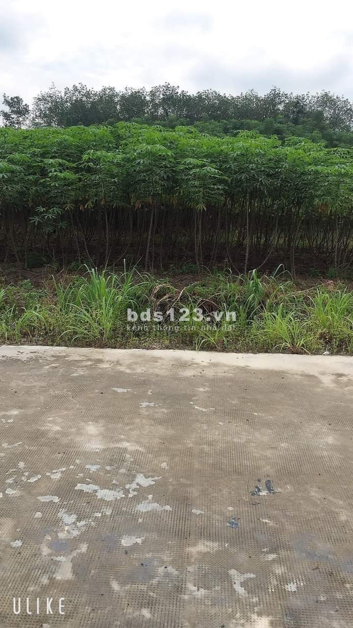 Kẹt tiền cần ra gấp lô đất diện tích 250m² Chơn Thành Bình Phước