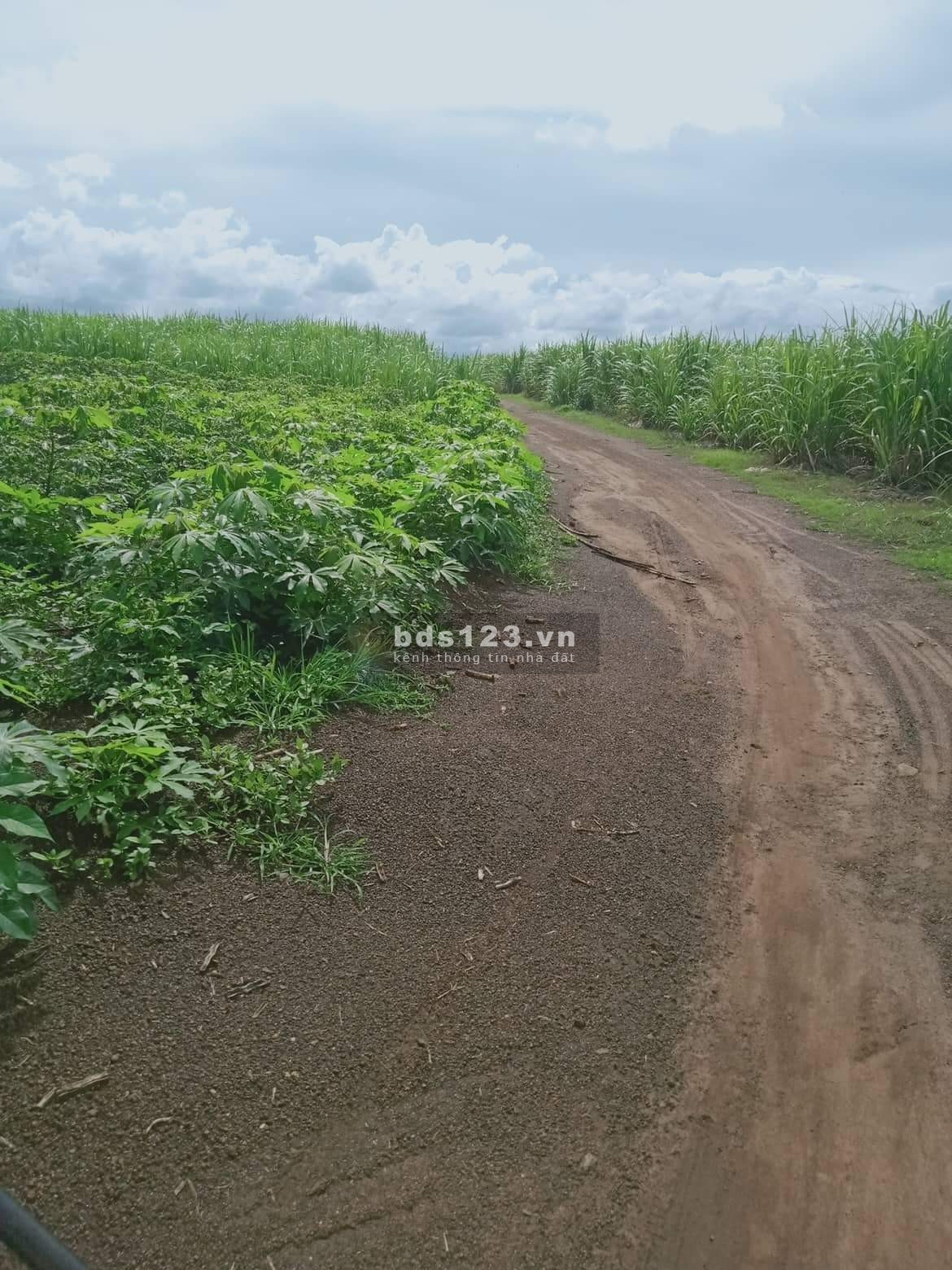 Chính Chủ bán lỗ 200tr 6ha đất rẫy ở xã Kông Lơng Khơng, gần trường THPT Anh Hùng Núp