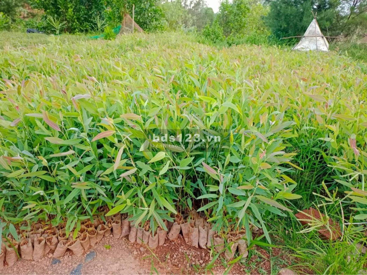 Đất Hồng Liêm, Hàm Thuận Bắc, 350tr-500tr/sổ. Có đường, trồng sẵn cây trên đất, vị trí đẹp