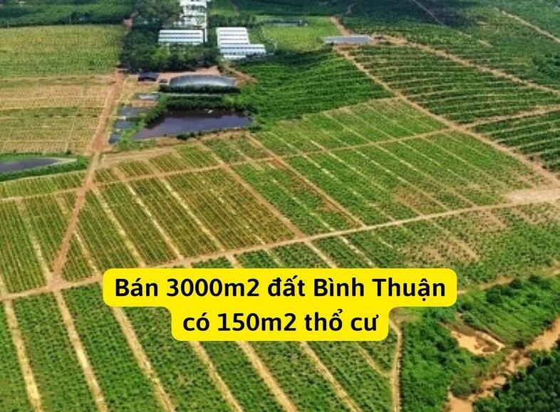 ban-3000m2-dat-binh-thuan-co-150m2-tho-cu_1663576823.jpg Bán 3000m2 đất Bình Thuận có 150m2 thổ cư