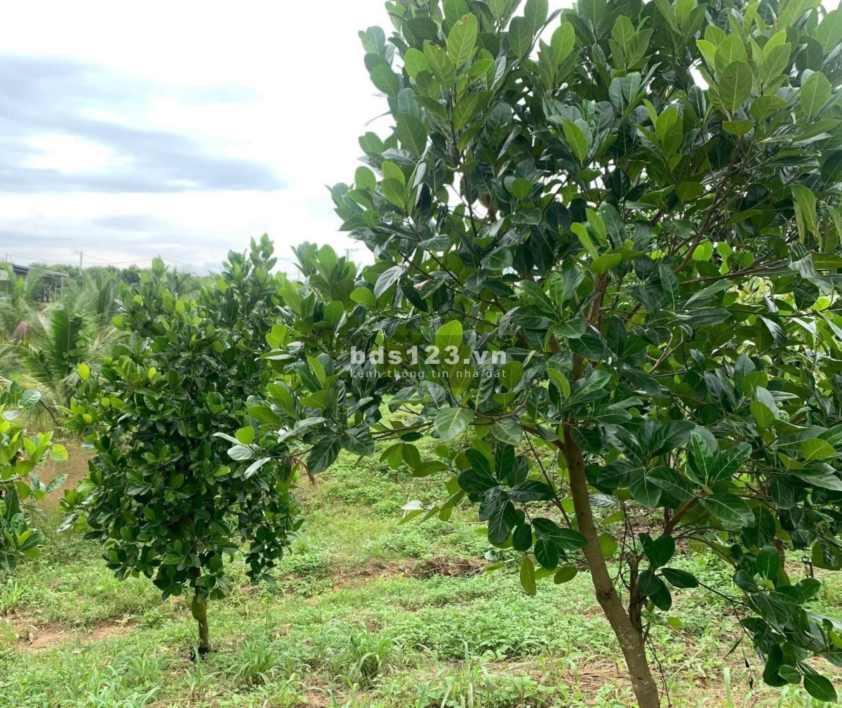 Nhà vườn Hồ Trị An 1000m2 sổ riêng tại Định Quán Lh 0935166466