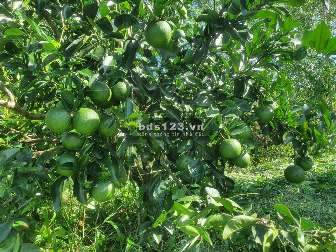 Nhà vườn Hồ Trị An 1000m2 sổ riêng tại Định Quán Lh 0935166466