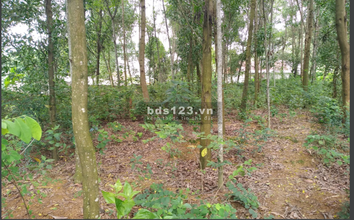 Bán 1161 m2 đất ở Ba Vì Hà Nội giá hơn 2 triệu/m2 đầu tư sinh lời cao