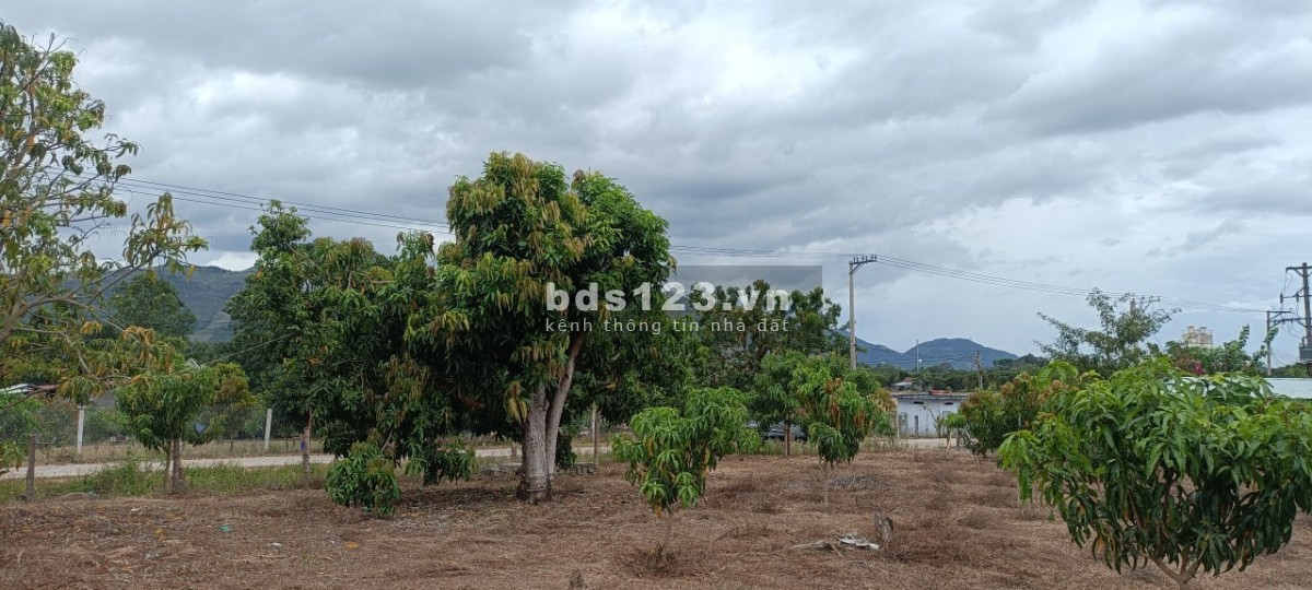 Vườn xoài Suối Cát CAm lâm, cách cao tốc Bắc Nam 500m, gần dự án Vingroup