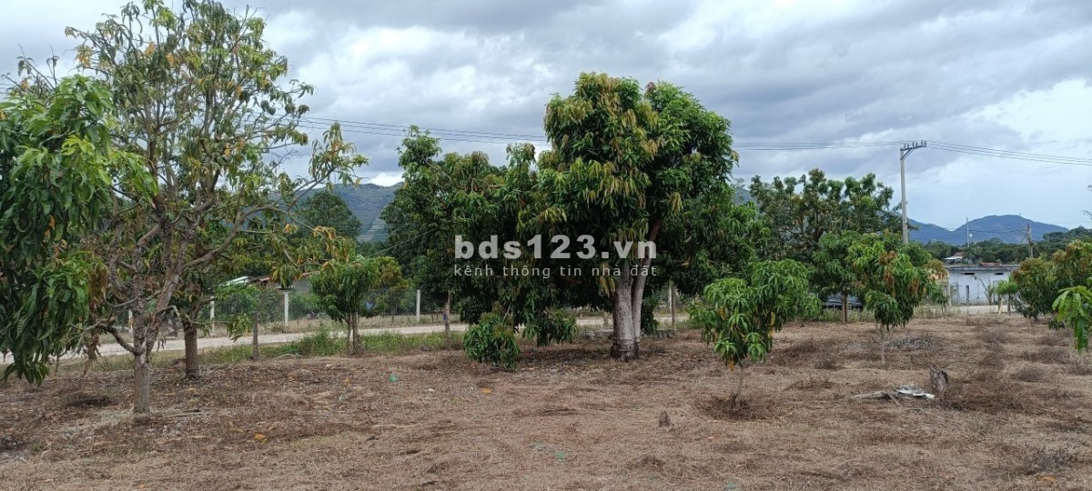 Vườn xoài Suối Cát CAm lâm, cách cao tốc Bắc Nam 500m, gần dự án Vingroup