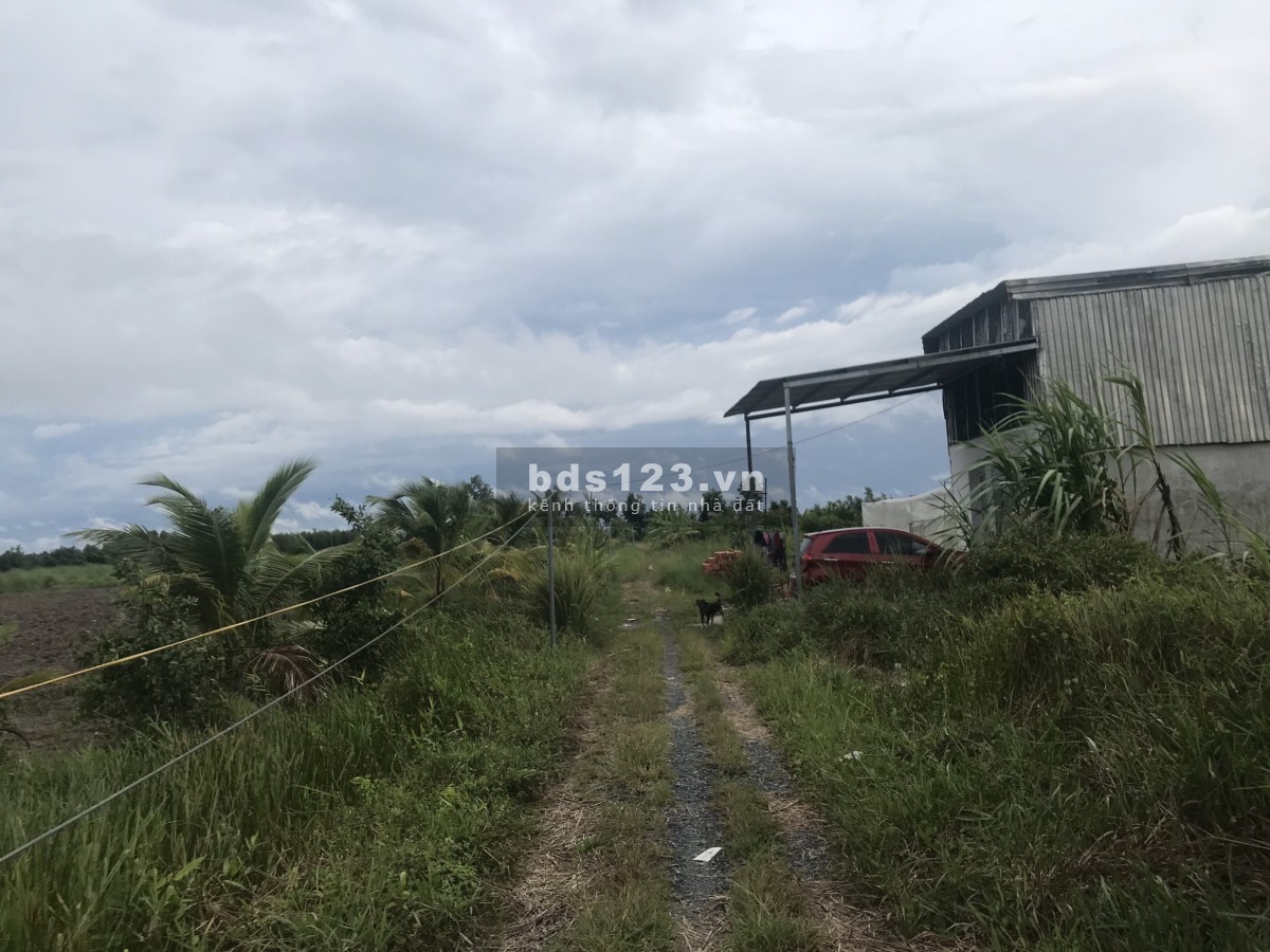Bán đất xã Tân Thành, huyện Thủ Thừa, tỉnh Long An thích hợp làm nhà vườn, nhà yến