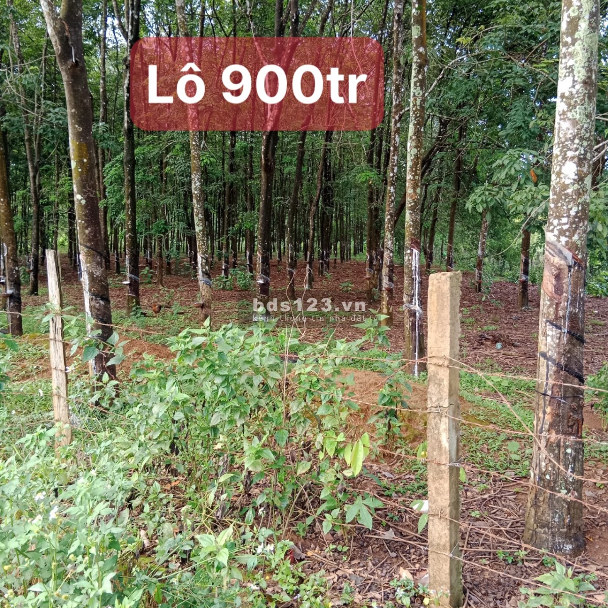Chính chủ bán 2 lô đất xã Thanh Hòa, huyện Bù Đốp, tỉnh Bình Phước