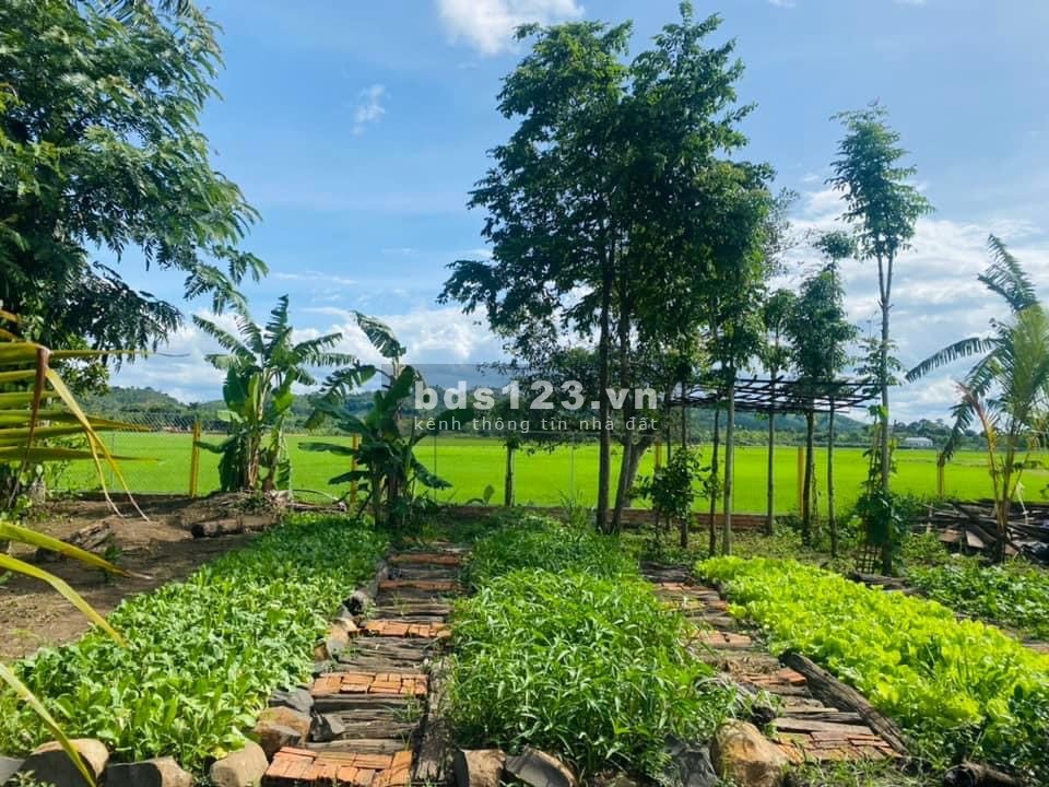 Nhà vườn 3,6 sào thổ cư diện tích sử dụng 400m2 giá 2 Tỷ 650 Triệu