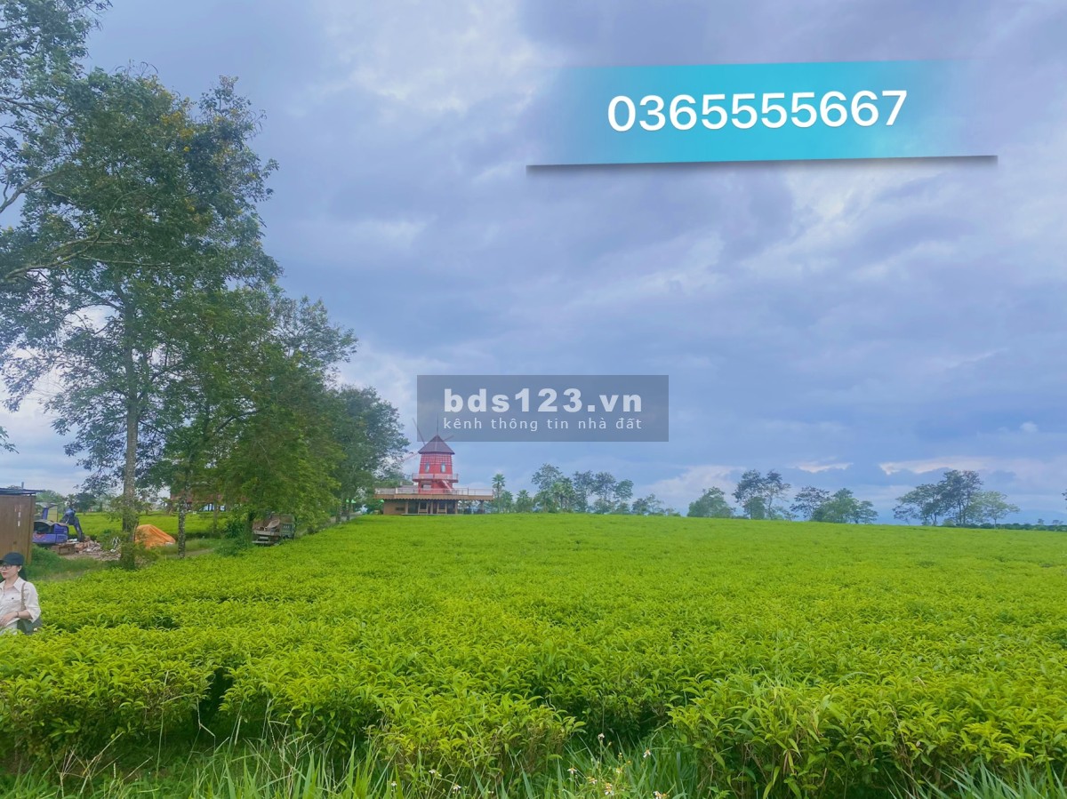 THE OCHA đất biệt thự nghĩ dưỡng Bảo Lộc liên hệ 0365555667
