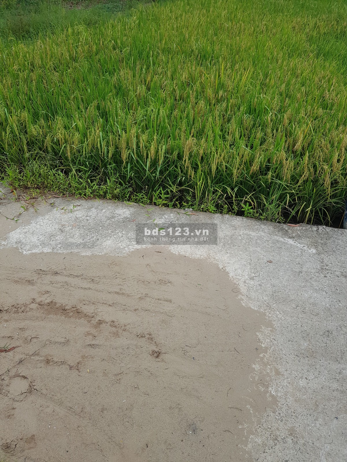 Chính chủ cần bán miếng đất tại xã Long Sơn, Cần Đước, Long An, LH 0903 902 809