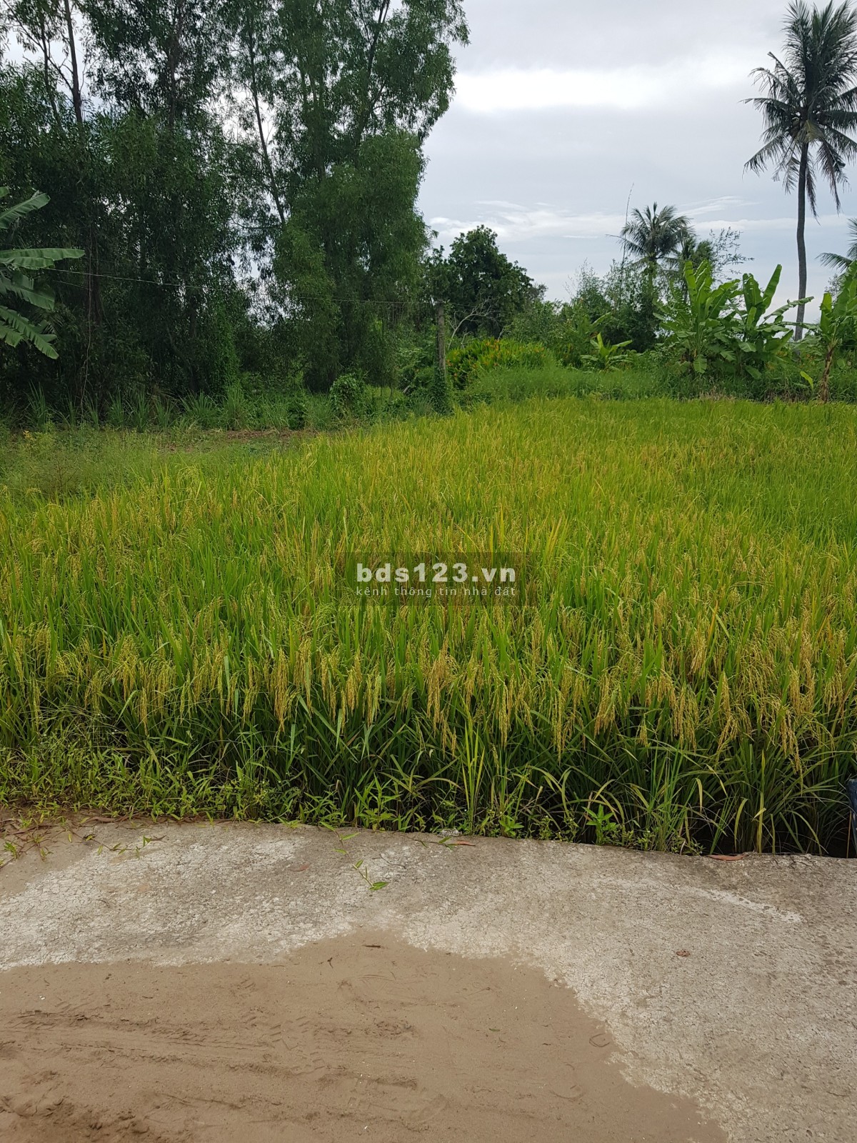 Chính chủ cần bán miếng đất tại xã Long Sơn, Cần Đước, Long An, LH 0903 902 809