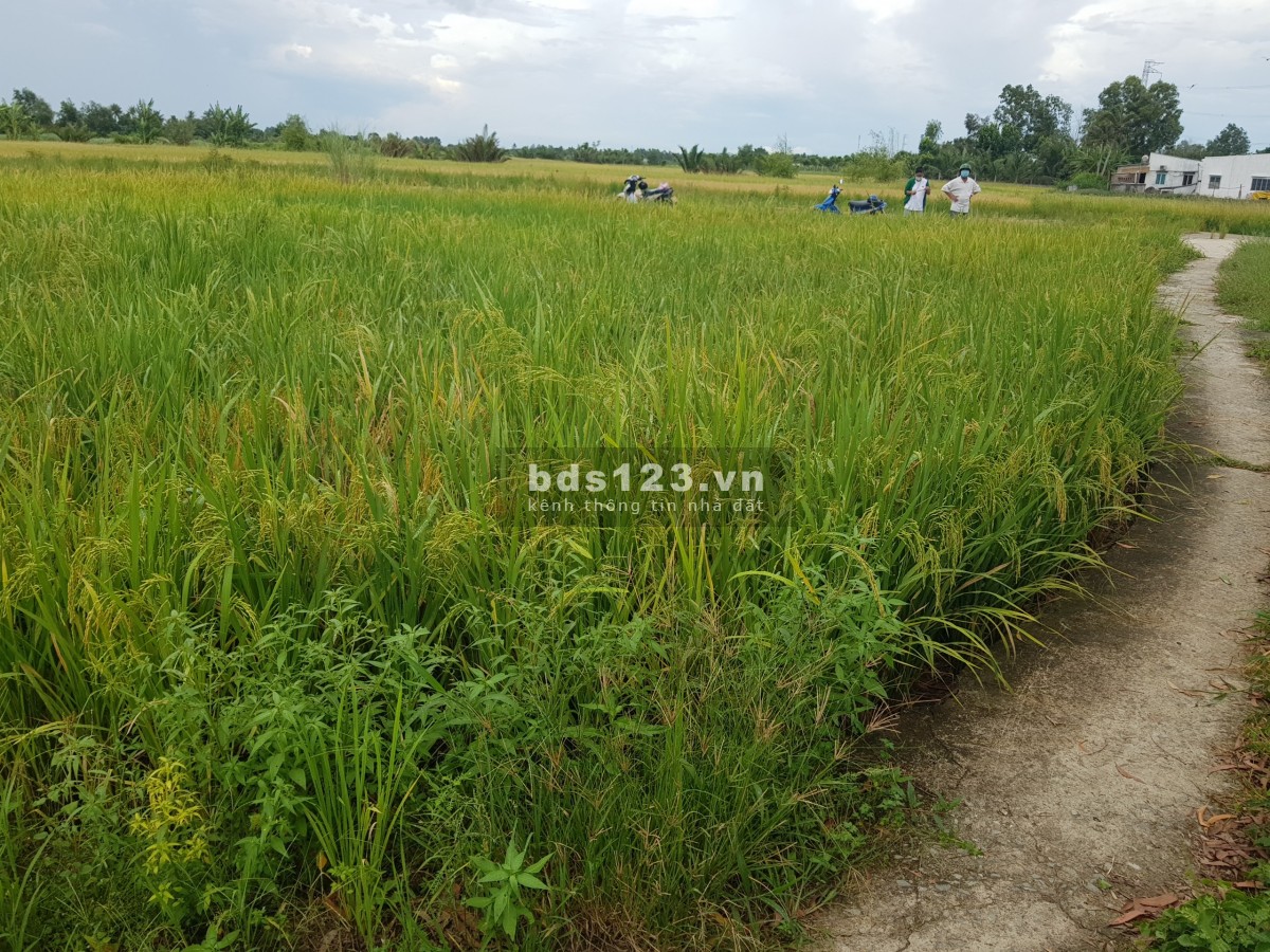 Chính chủ cần bán miếng đất tại xã Long Sơn, Cần Đước, Long An, LH 0903 902 809