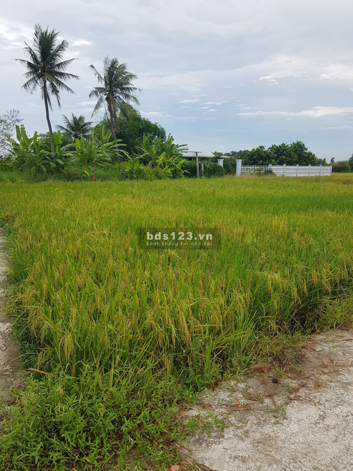 Chính chủ cần bán miếng đất tại xã Long Sơn, Cần Đước, Long An, LH 0903 902 809