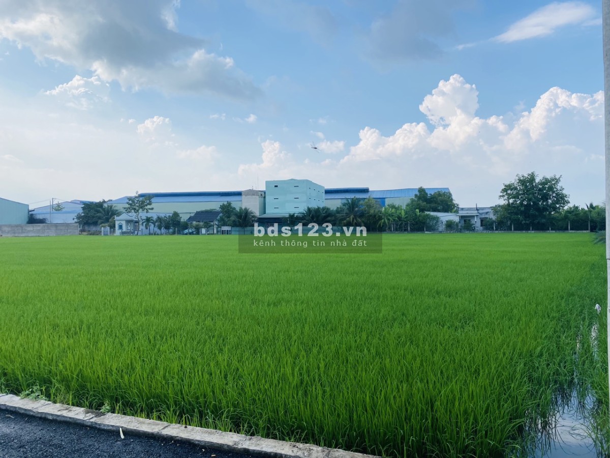 Bán đất full thổ, SHR gần KDC hiện hữu, nhiều tiện ích xung quanh, xã Long Khê, Cần Đước, Long An.