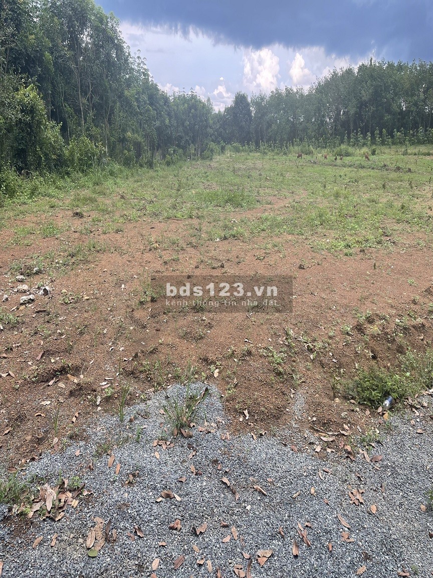 Đất thổ cư sổ sẳn Bình Phước thổ cư 100m pháp lý chuẩn