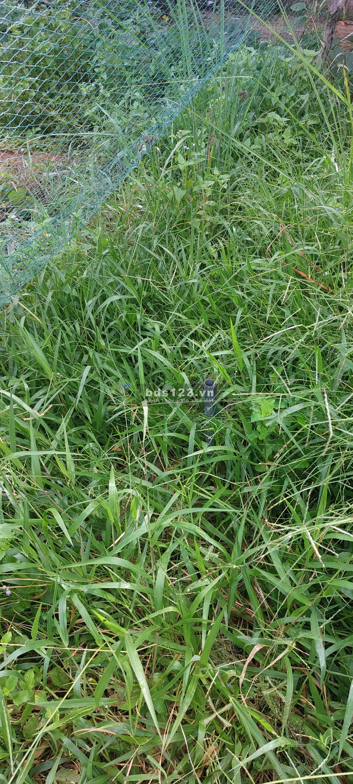 Bán đất thổ cư Đường Nguyễn Huệ, Chợ Đầu Mối Trái Cây Mỹ Hiệp, Cao Lãnh, tỉnh Đồng Tháp. Gía 730tr.