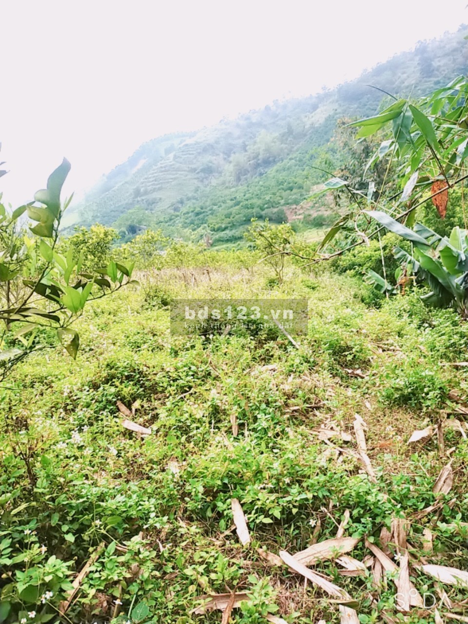 Cần bán lô đất 4830m2 tại xóm Nhõi Trong, Hợp Phong, Cao Phong