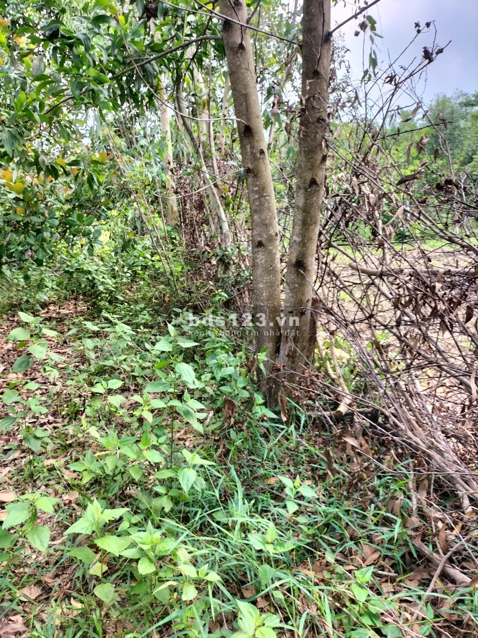 Bán đất Thổ Cư + Vườn Sổ đỏ chính chủ giá tốt khu dân cư đông đúc