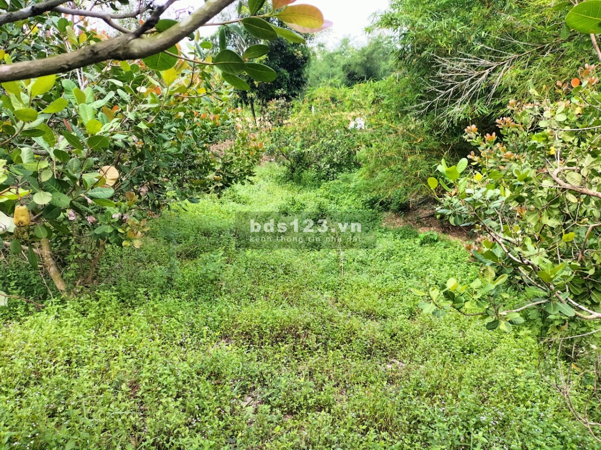 Bán đất Thổ Cư + Vườn Sổ đỏ chính chủ giá tốt khu dân cư đông đúc
