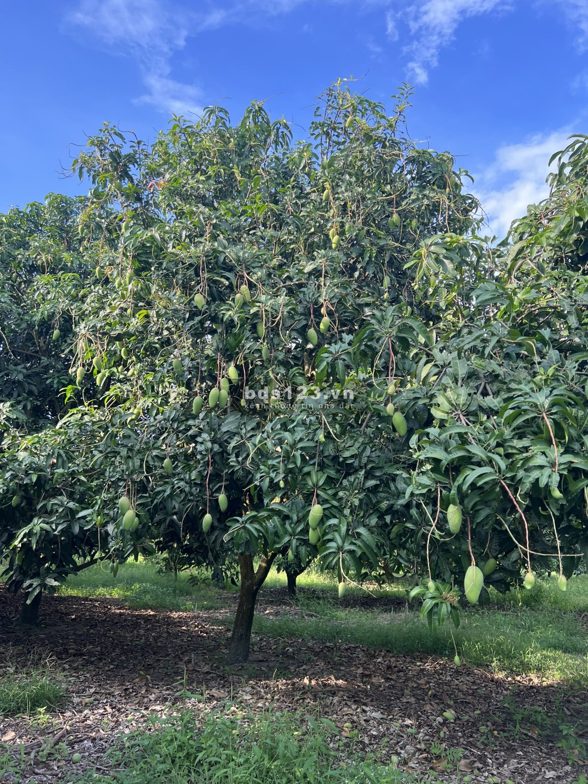 Đất định quán cách đường 101 nam lộ 500m, liền kề khu công nghiệp, quy hoạch đất ở
