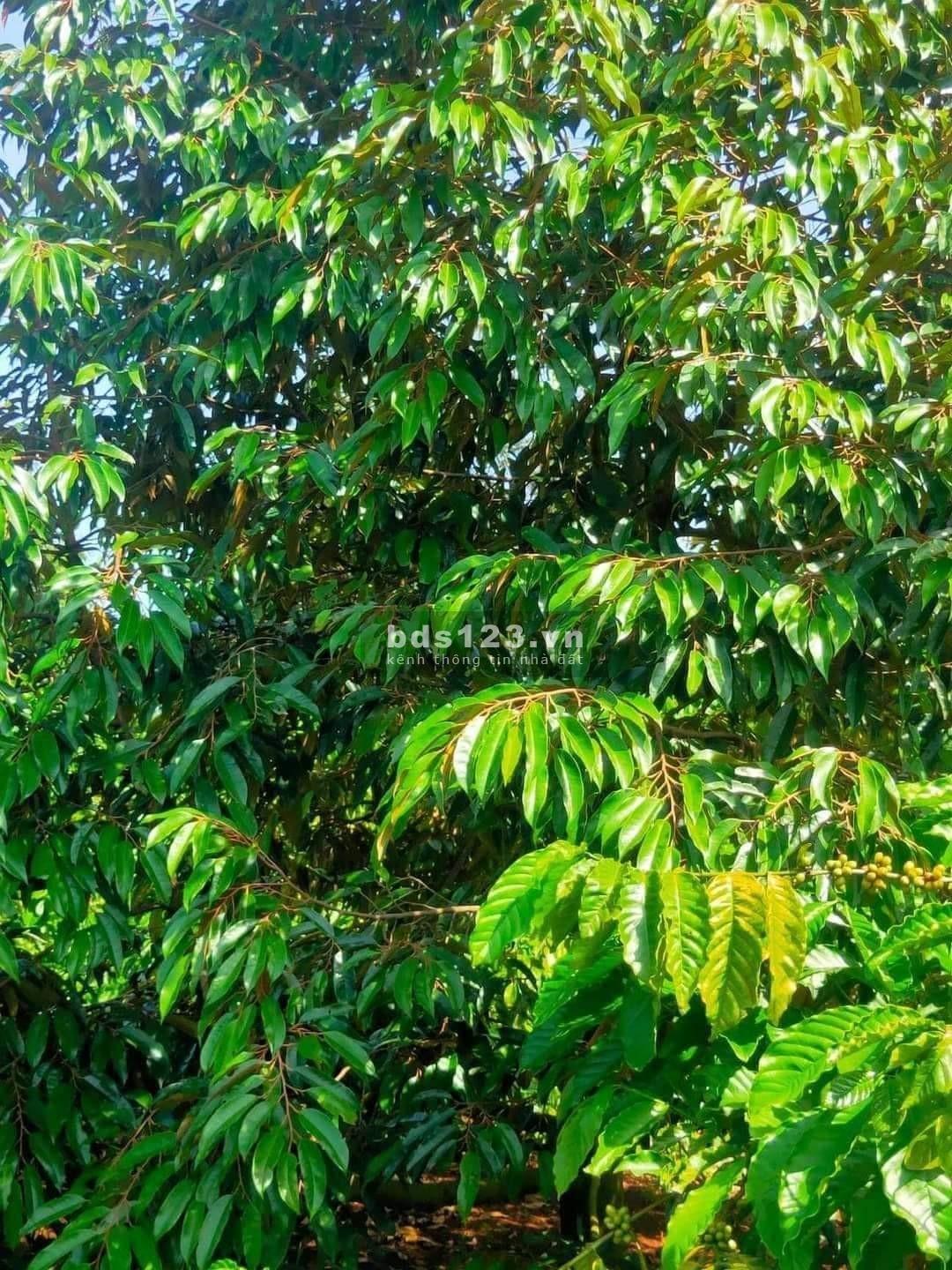 Vợ chồng tôi cần tiền cho con đi du học nên cần bán gấp mảnh vườn 5200m2 giá 530tr.