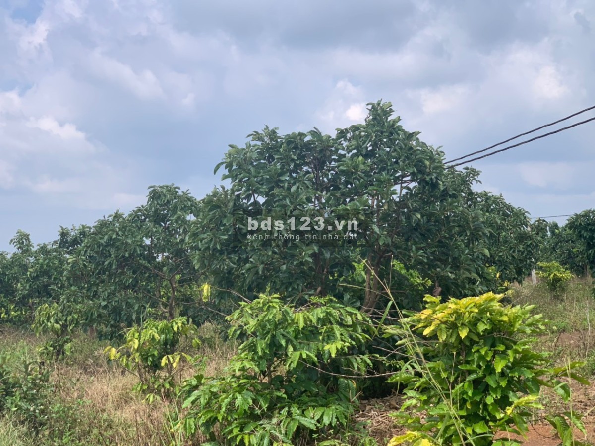 Bán đất gần Ql29 full hồng giá rẻ tại xã Ea Dar Krông Năng Daklak