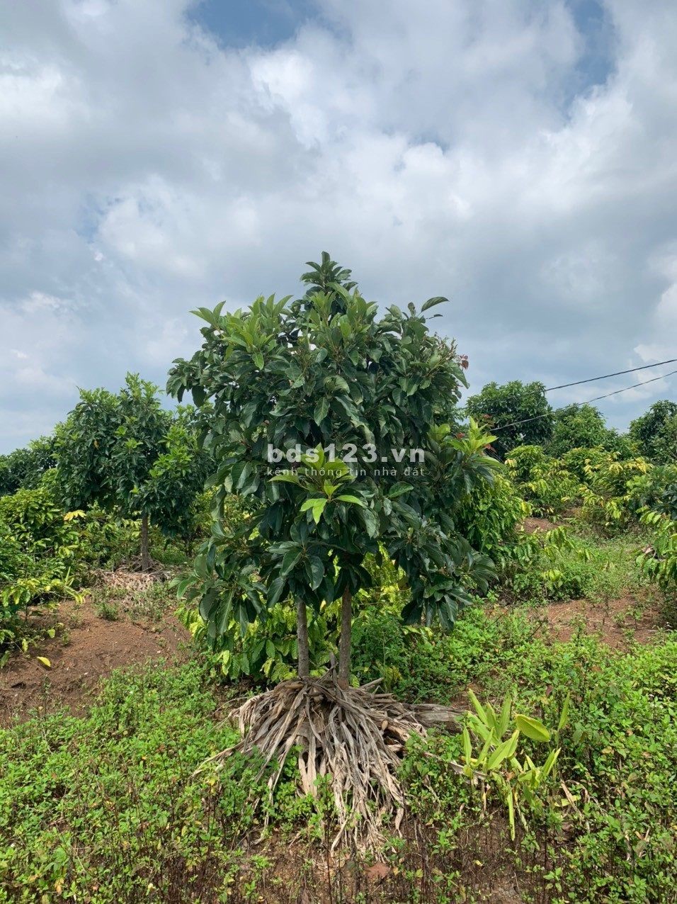Bán đất gần Ql29 full hồng giá rẻ tại xã Ea Dar Krông Năng Daklak