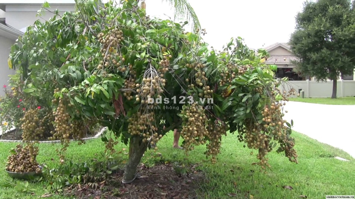 Chỉ còn 2 lô dt 60m2, thổ cư có vườn, Chơn Thành đường rộng 20m, giá chỉ 420 triệu lh 0901775755