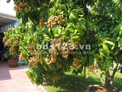 Chỉ còn 2 lô dt 60m2, thổ cư có vườn, Chơn Thành đường rộng 20m, giá chỉ 420 triệu lh 0901775755
