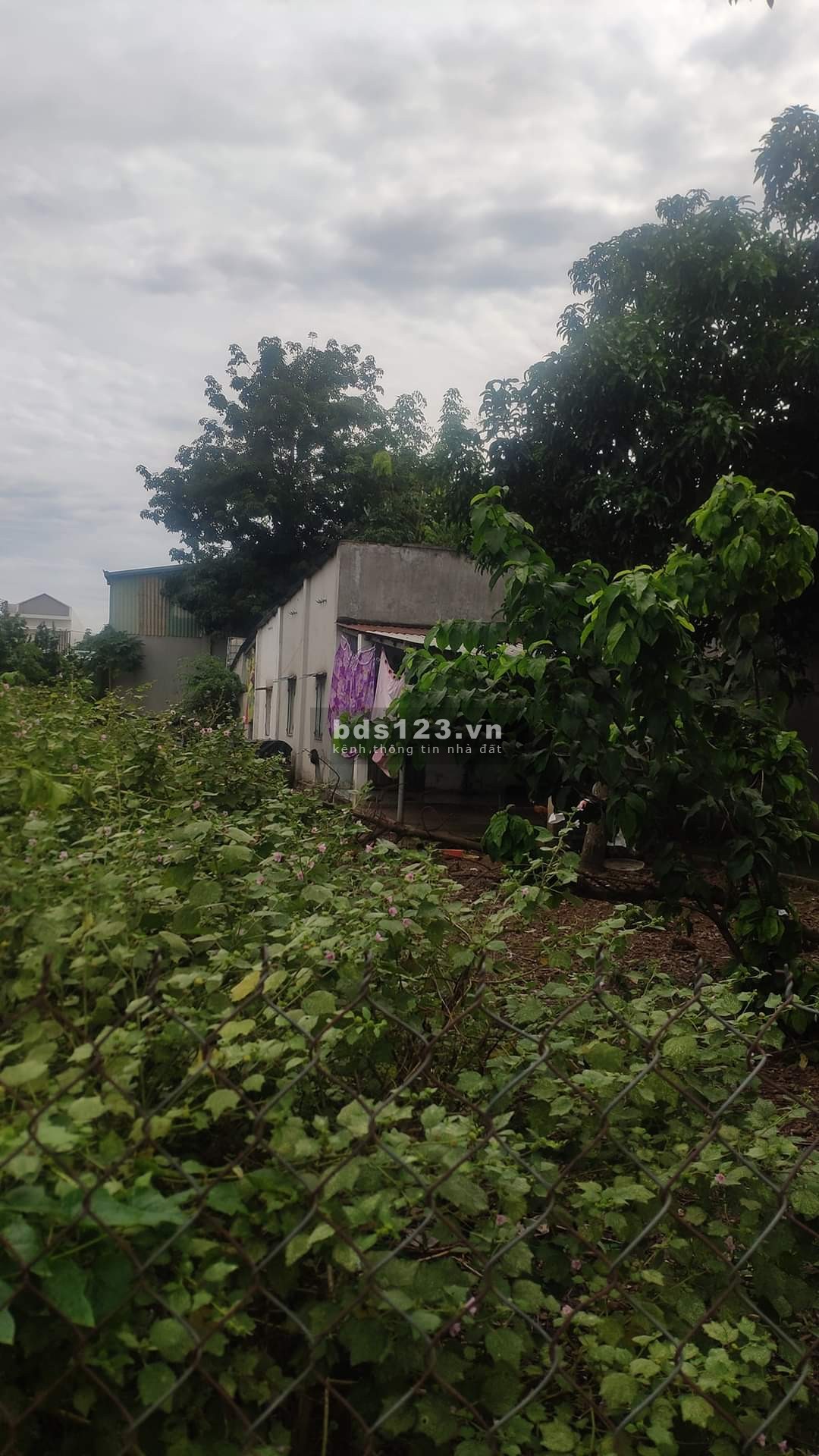 Chính chủ cần bán gấp lô đất có nhà cấp bốn trên đất, Vĩnh Hòa, Phú Giáo, Bình Dương