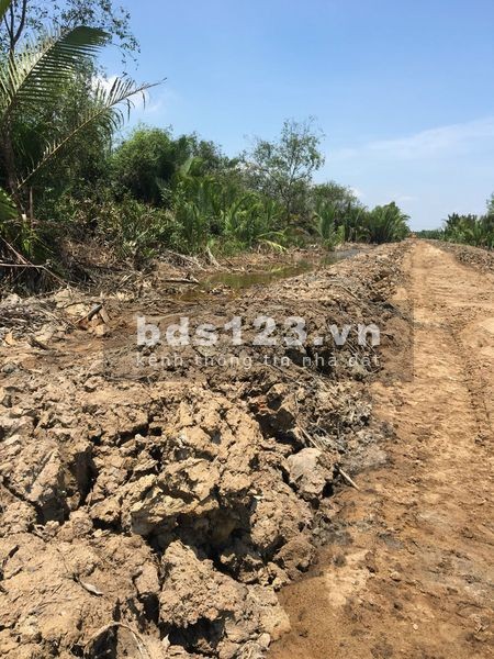 Đất trồng cây xã an thới đông huyện cần giờ sổ hồng riêng