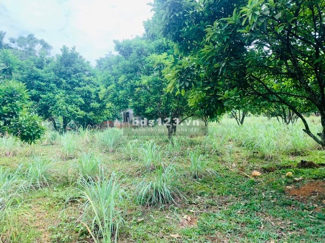 BÁN ĐẤT XÃ TÂN PHONG HÒA BÌNH S1000M2 GIÁ CHỈ 5,6 TRIỆU/M2.
