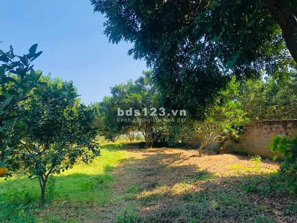 Bán đất xã Hợp Phong Hoà Bình diện tích 689m2 giá chỉ 6.5 triệu/m2