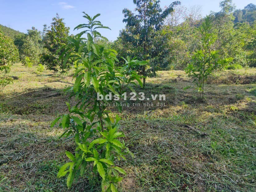 Bán sầu riêng chín cây rụng ăn ngay cam kết tặng ngay 4 sào đất trung tâm TP.Bảo Lộc giá chỉ 1tỷ4
