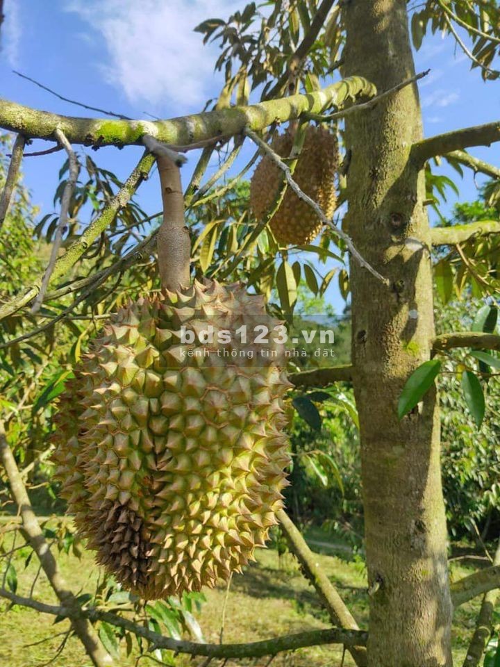 Bán sầu riêng chín cây rụng ăn ngay cam kết tặng ngay 4 sào đất trung tâm TP.Bảo Lộc giá chỉ 1tỷ4