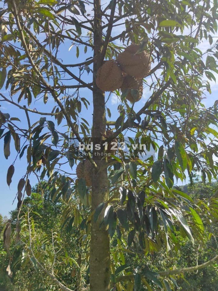 Bán sầu riêng chín cây rụng ăn ngay cam kết tặng ngay 4 sào đất trung tâm TP.Bảo Lộc giá chỉ 1tỷ4