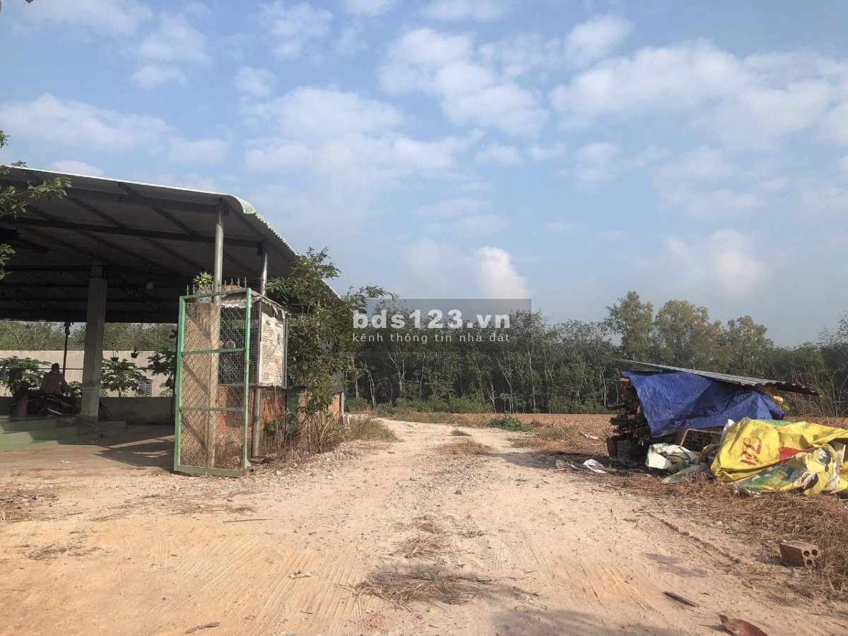 Chủ cần bán lỗ lô đất xào Minh Thạnh - Dầu Tiếng cách nhựa 200m