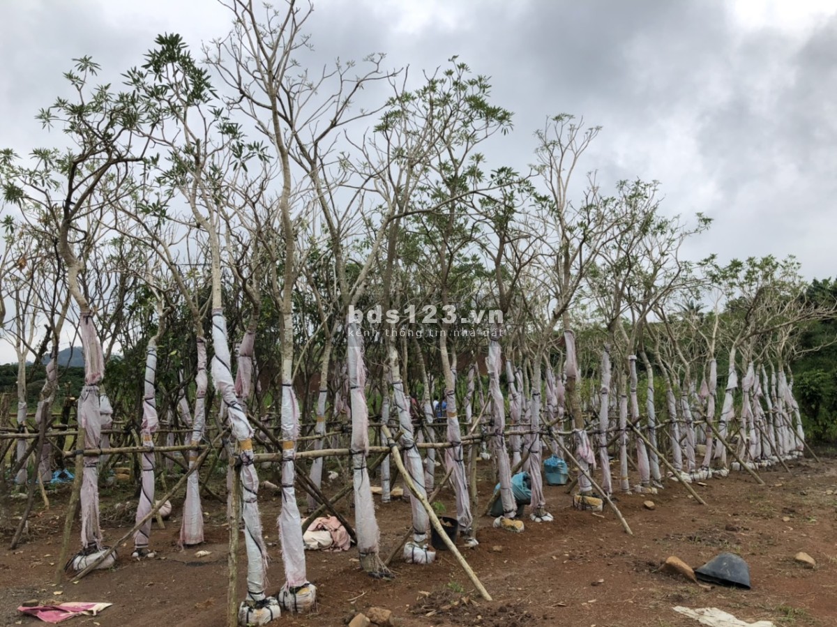 Đầu tư giá F0 rẻ nhất khu vực, chỉ 699 Triệu/nền thổ cư sổ riêng - xây dựng tự do