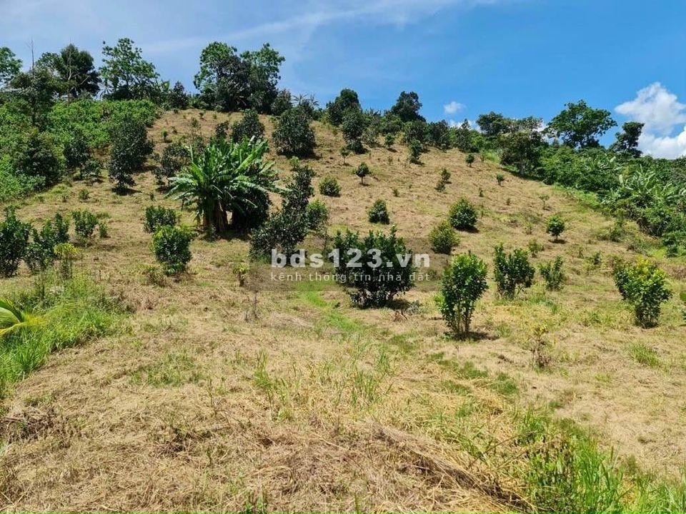 Cần bán 1,3 sào đất vườn cà phê tơ xen bơ ở Bảo Lộc, giá 855 triệu
