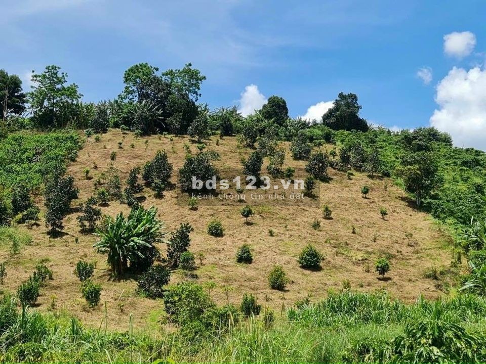 Cần bán 1,3 sào đất vườn cà phê tơ xen bơ ở Bảo Lộc, giá 855 triệu