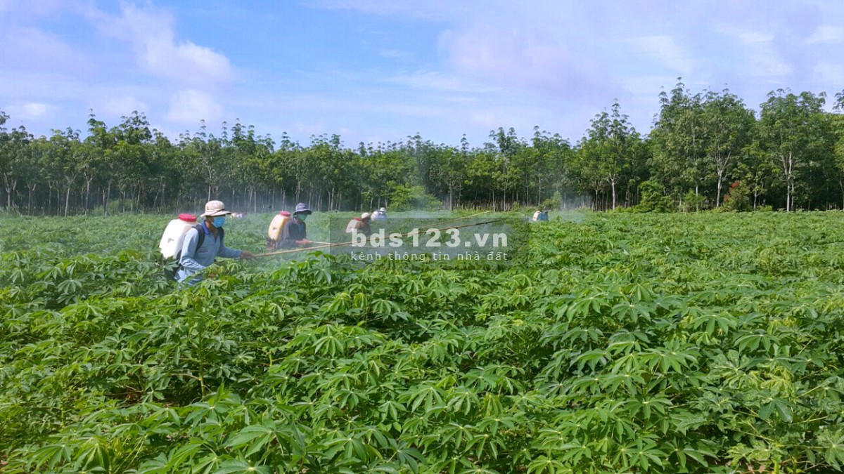 Còn 2 lô đất sào trồng sẵn mì ở trung tâm thành phố Tây Ninh, giá 320 triệu