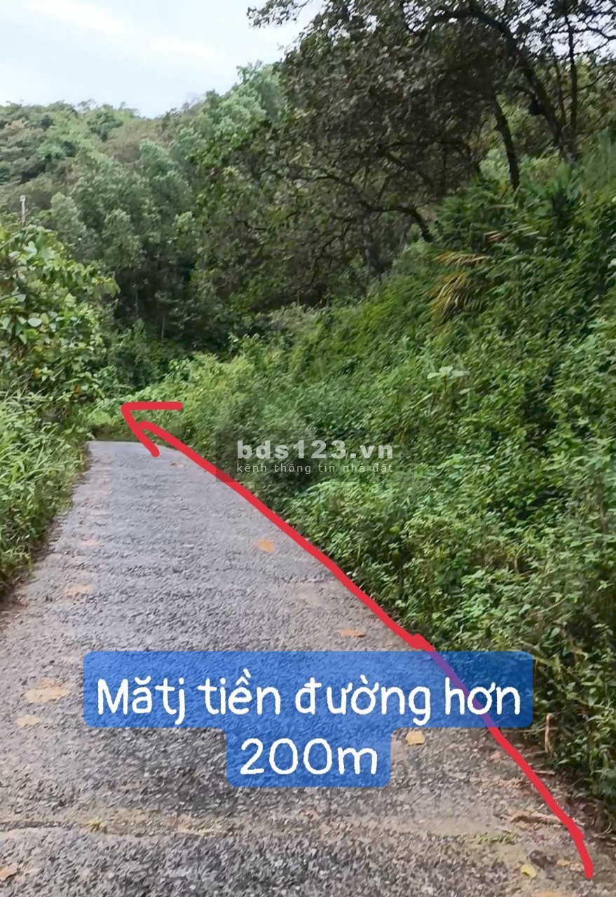 Bán gấp 2 mẫu điều huyện Cát Tiên Lâm Đồng, giá chỉ 1.4 tỷ