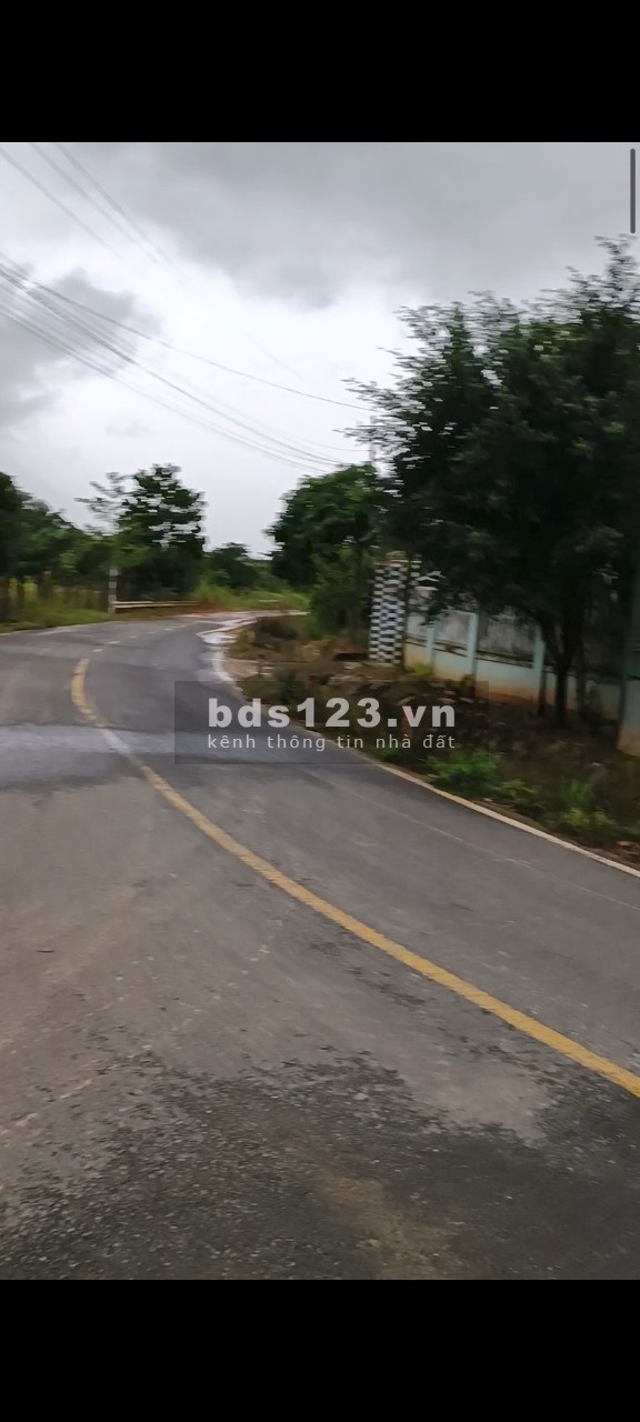 Bán gấp 2 mẫu điều huyện Cát Tiên Lâm Đồng, giá chỉ 1.4 tỷ