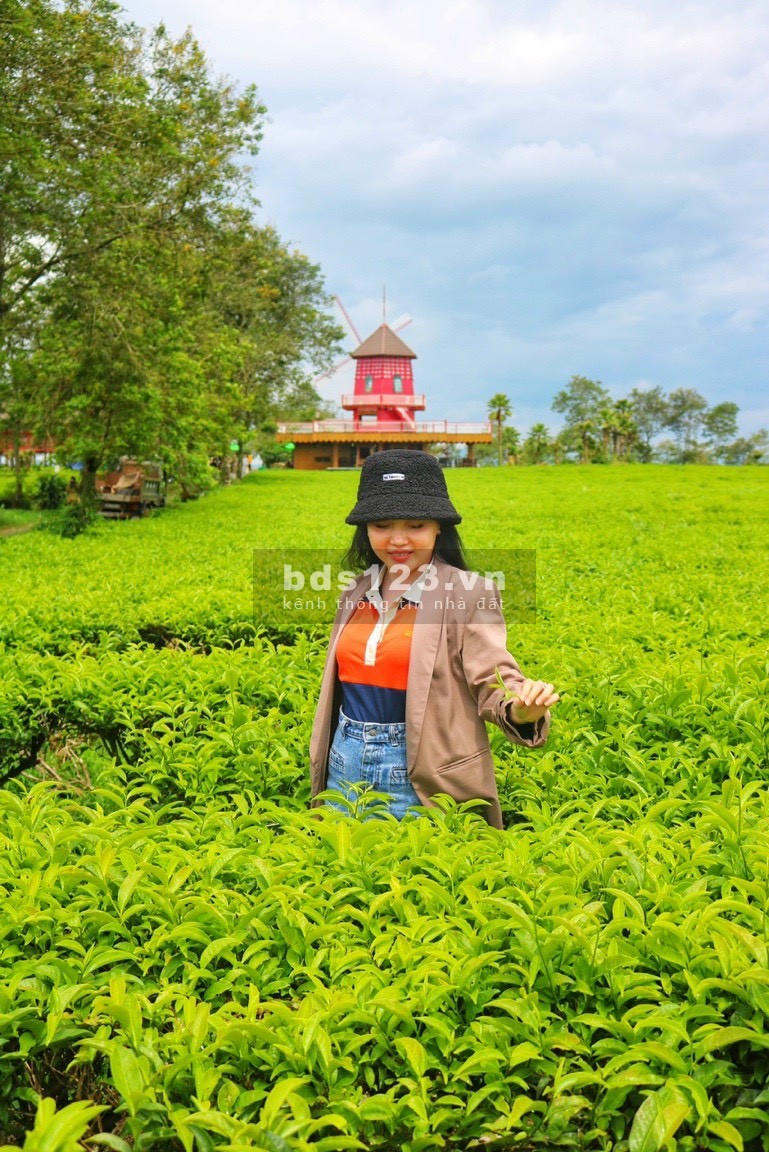 The Ocha Villa nghỉ dưỡng Bảo Lộc, liên hệ 0365555667