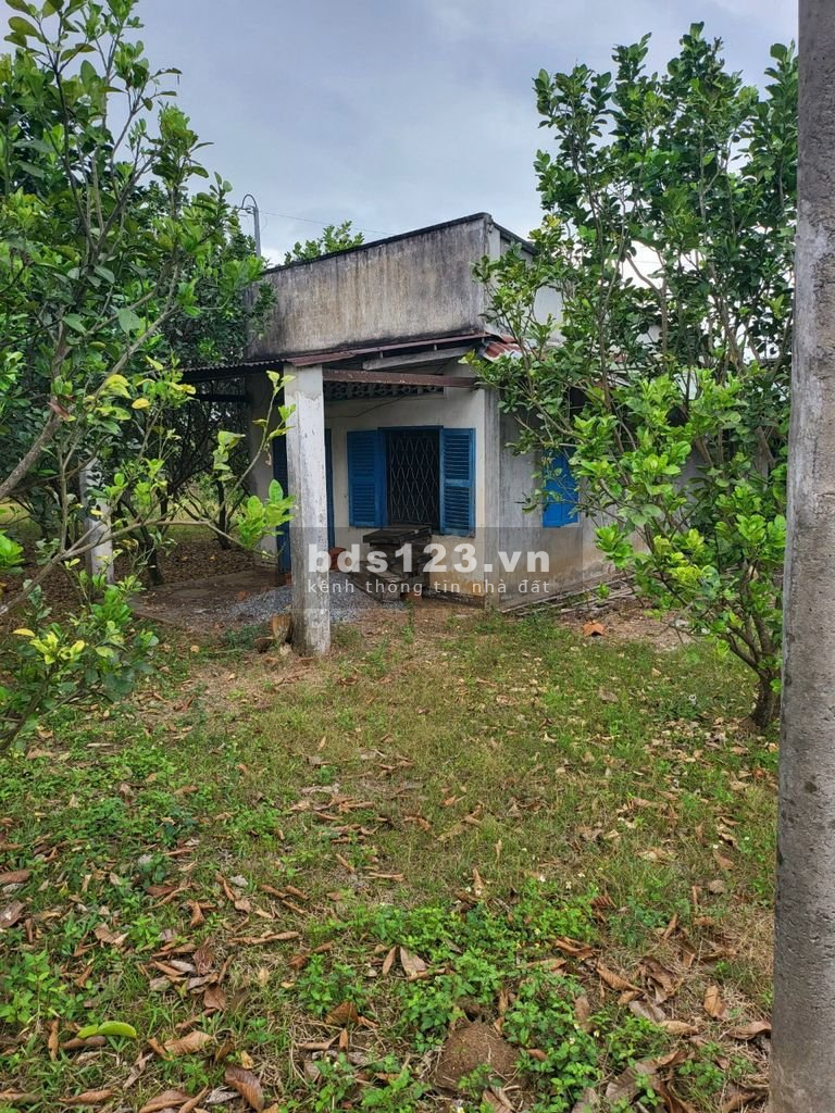 Bán gấp vườn bưởi da xanh, trái quanh năm suốt tháng lh 0773599913