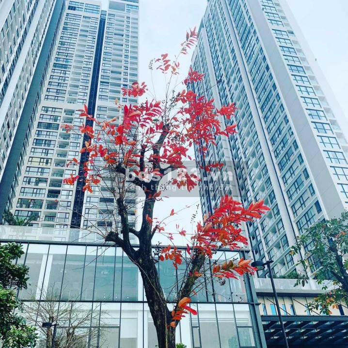 Vinhomes Skylake: Căn 2PN 2VS tòa S1, tầng 20, diện tích 72m², ban công đông nam Giá bán: 4.2 tỷ.